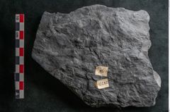Foto (Detailansicht) von Noeggerathia palmaeformis Goeppert (NHMW-GEO-2024-0188-10742)